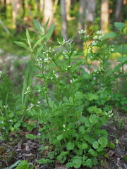 Cardamine valida
