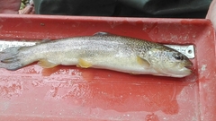 Salmo marmoratus