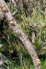 Hexagonia vesparia