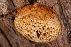 Hexagonia vesparia