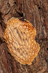 Hexagonia vesparia