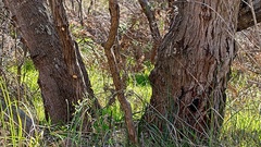 Hexagonia vesparia