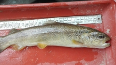 Salmo marmoratus