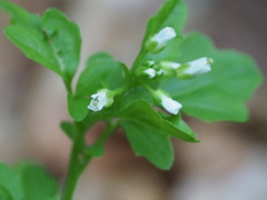 Cardamine valida