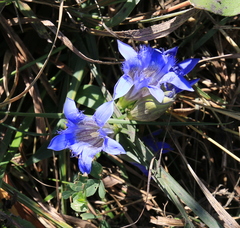 Gentiana septemfida