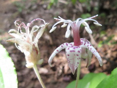 Tricyrtis macropoda
