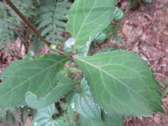 Angelica decursiva