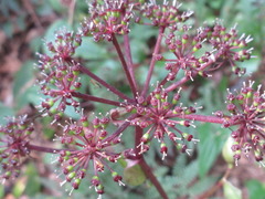 Angelica decursiva