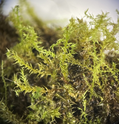 Pseudocampylium radicale observed 2025-06-14