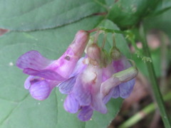 Vicia unijuga