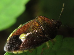 Chalazonotum ishiharai