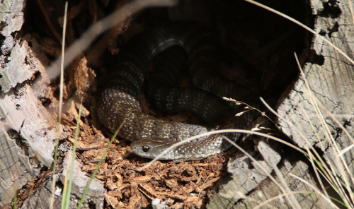 Tiger Snake sighting