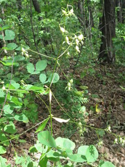 Adenophora divaricata