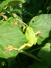 Hyla orientalis