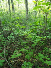 Rhododendron pentandrum