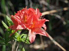 Rhododendron molle japonicum