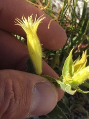 Silene parishii