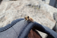 Cephenemyia