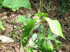 Adenophora divaricata