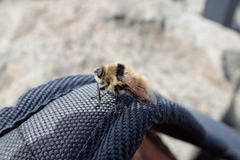 Cephenemyia