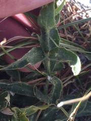 Silene parishii