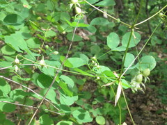 Adenophora divaricata