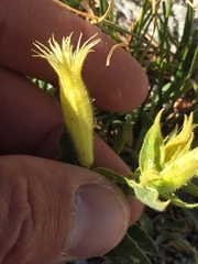 Silene parishii
