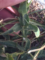 Silene parishii
