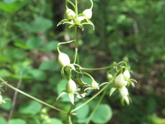 Adenophora divaricata