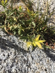 Silene parishii