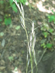 Achnatherum pekinense