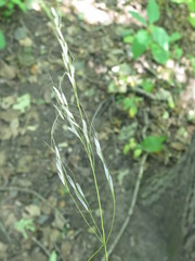 Achnatherum pekinense