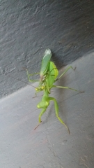 Miomantis