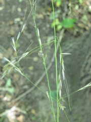 Achnatherum pekinense