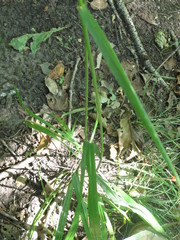 Achnatherum pekinense