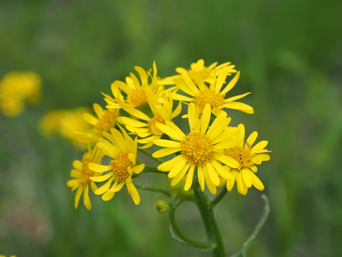 Tephroseris pierotii