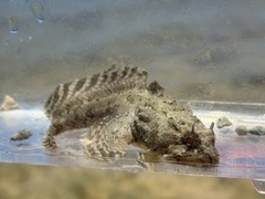 Gulf Toadfish photo 2