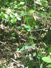 Vicia amurensis