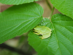 Zhangixalus schlegelii