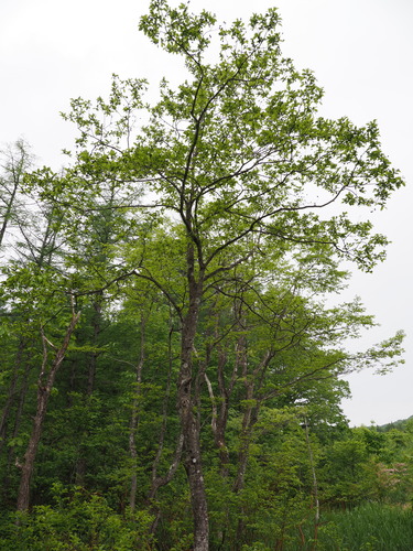 Alnus trabeculosa