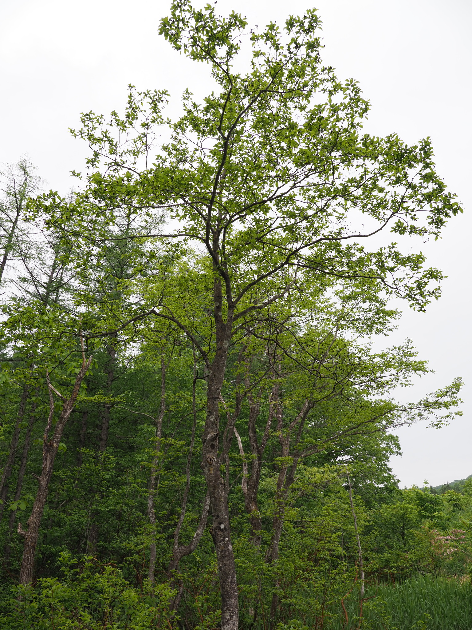 Alnus trabeculosa