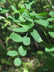 Vicia amurensis