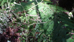 Eriophyes paratrophis