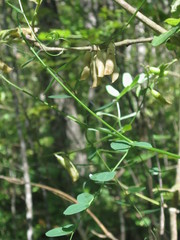 Vicia amurensis