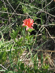 Rhododendron molle japonicum