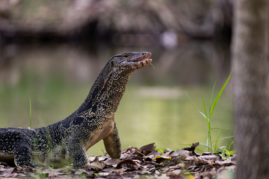 Varanus salvator