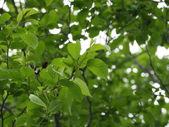 Alnus trabeculosa