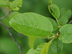 Alnus trabeculosa