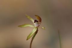 Caladenia atradenia