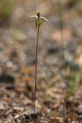 Caladenia atradenia